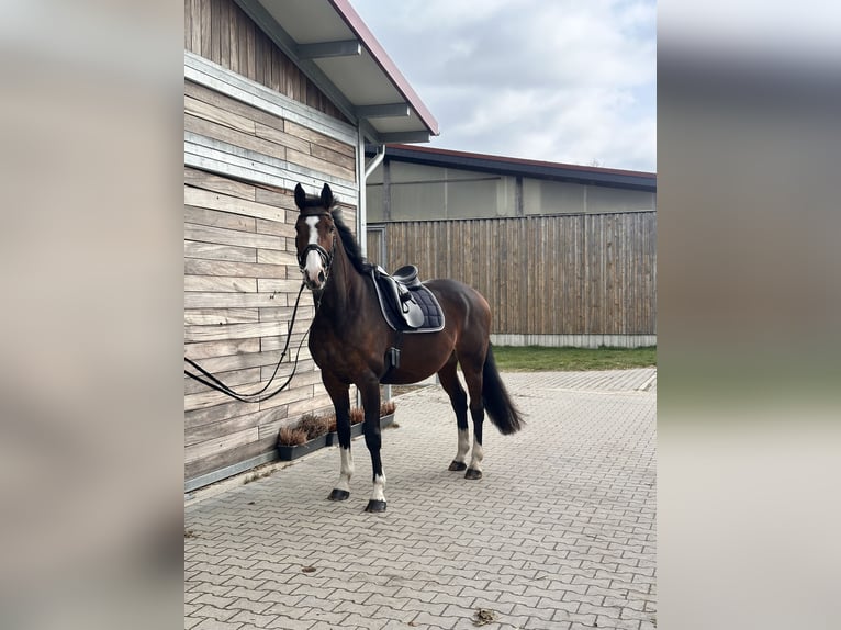 KWPN Gelding 10 years 16,2 hh Bay-Dark in Leipzig