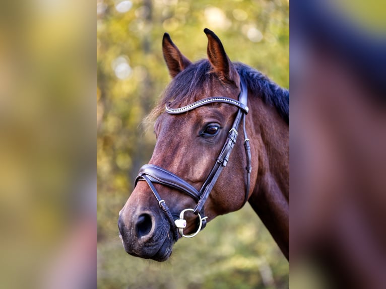 KWPN Gelding 10 years 16,2 hh Bay-Dark in Gie&#xDF;en
