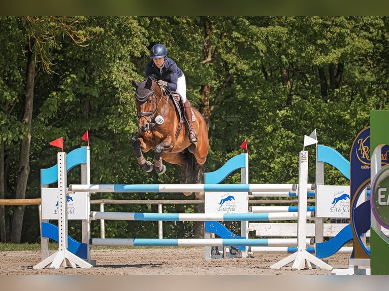 KWPN Gelding 10 years 16,2 hh Bay-Dark in Gie&#xDF;en