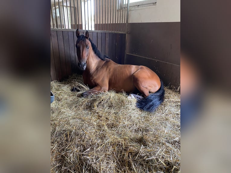 KWPN Gelding 10 years 16,2 hh Bay-Dark in Gie&#xDF;en