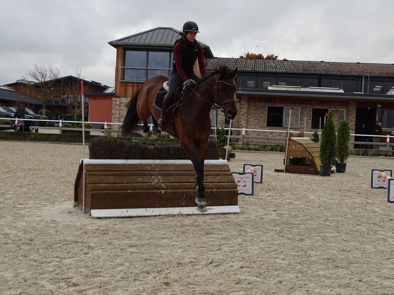 KWPN Gelding 10 years 16,2 hh Bay-Dark in Gie&#xDF;en