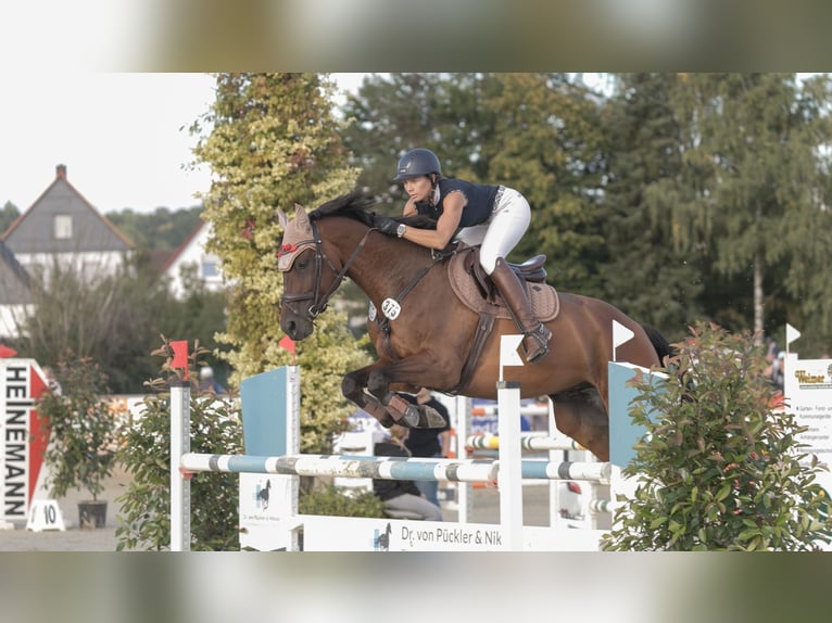 KWPN Gelding 10 years 16,2 hh Bay-Dark in Gie&#xDF;en