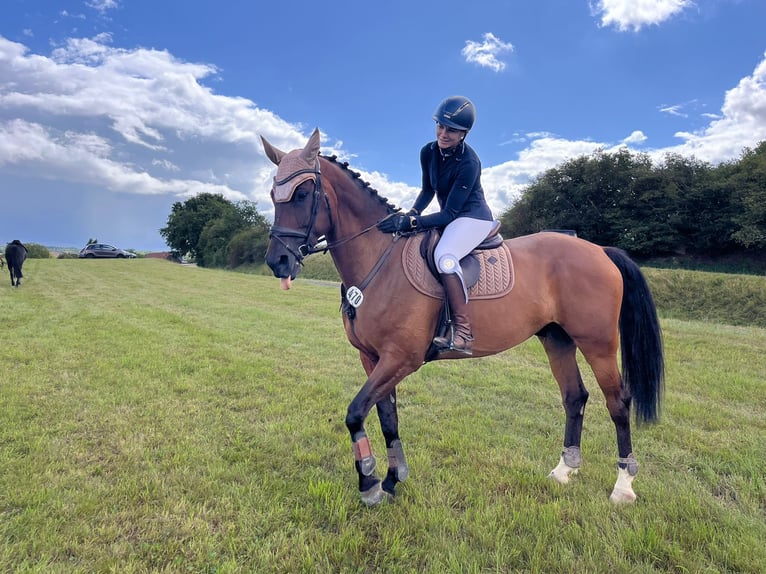 KWPN Gelding 10 years 16,2 hh Bay-Dark in Gie&#xDF;en