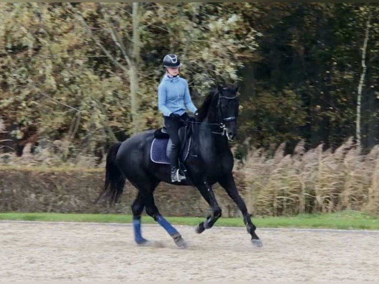KWPN Gelding 10 years 16,2 hh Black in Bree