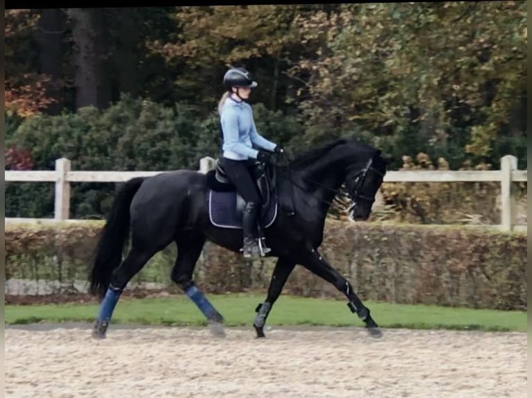 KWPN Gelding 10 years 16,2 hh Black in Bree