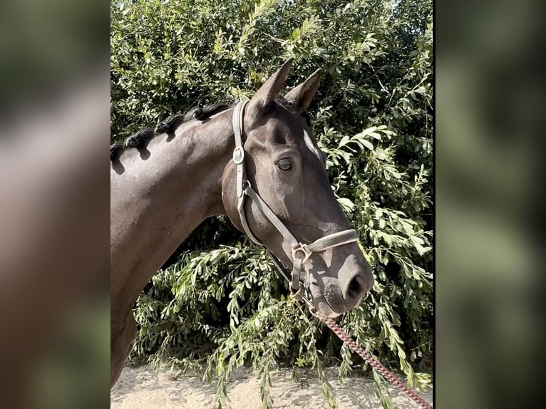 KWPN Gelding 10 years 16,2 hh Black in Barneveld