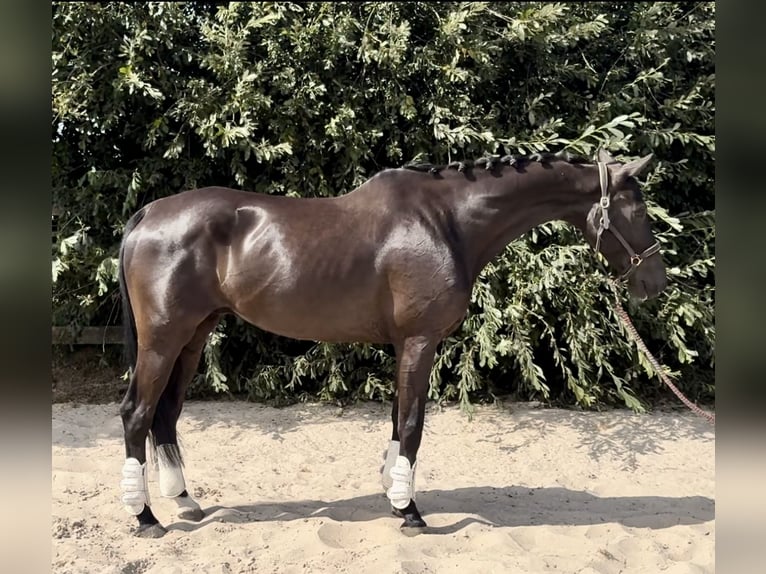 KWPN Gelding 10 years 16,2 hh Black in Barneveld