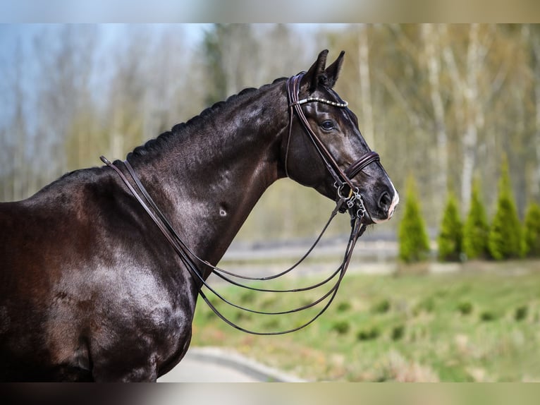 KWPN Gelding 10 years 16,2 hh Black in Vilnius