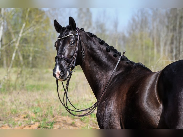 KWPN Gelding 10 years 16,2 hh Black in Vilnius