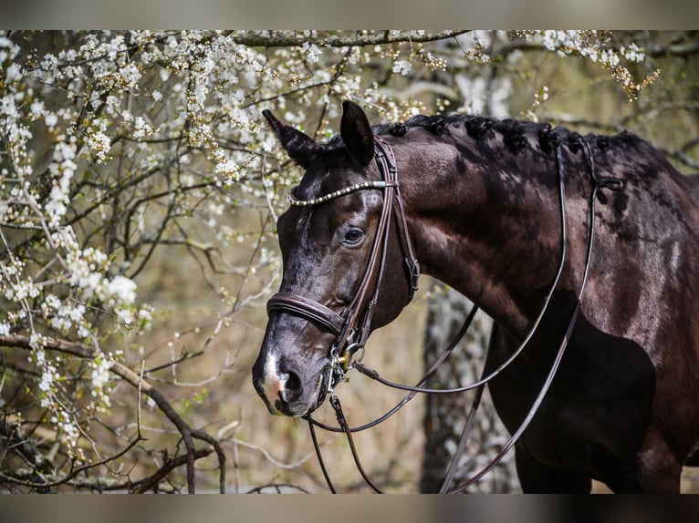 KWPN Gelding 10 years 16,2 hh Black in Vilnius