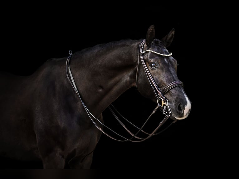 KWPN Gelding 10 years 16,2 hh Black in Vilnius