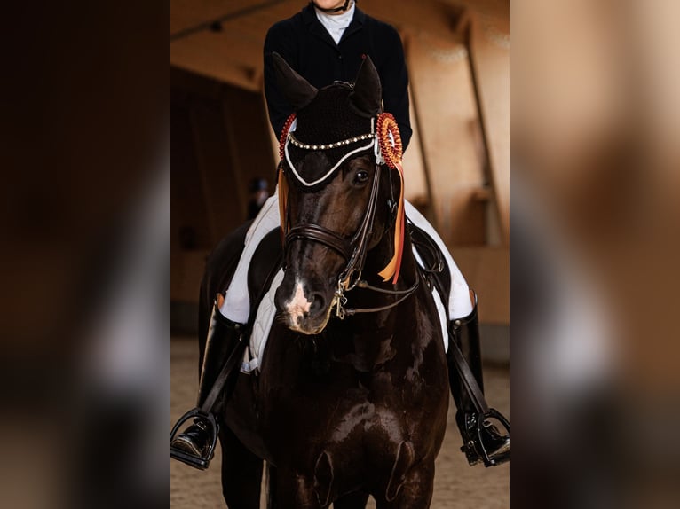 KWPN Gelding 10 years 16,2 hh Black in Vilnius