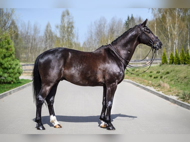 KWPN Gelding 10 years 16,2 hh Black in Vilnius