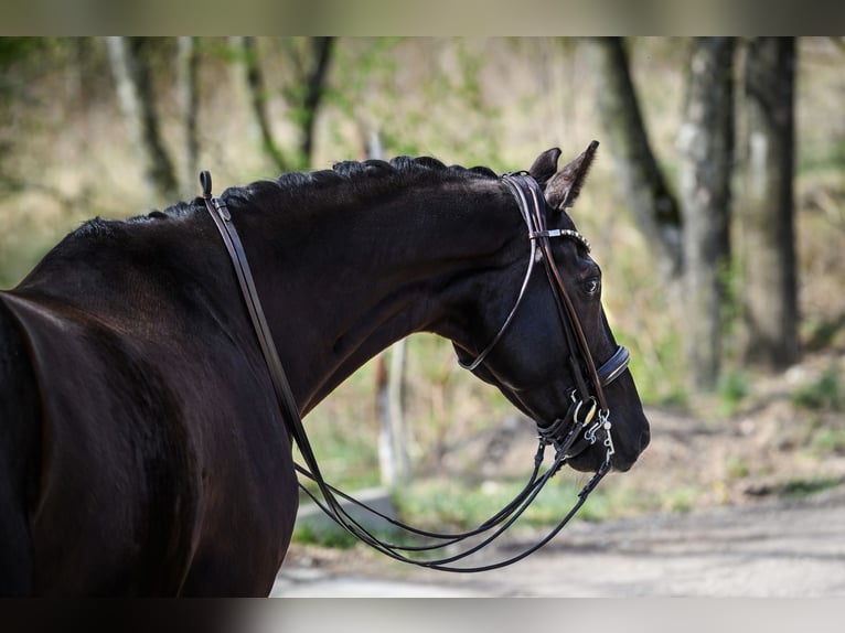 KWPN Gelding 10 years 16,2 hh Black in Vilnius