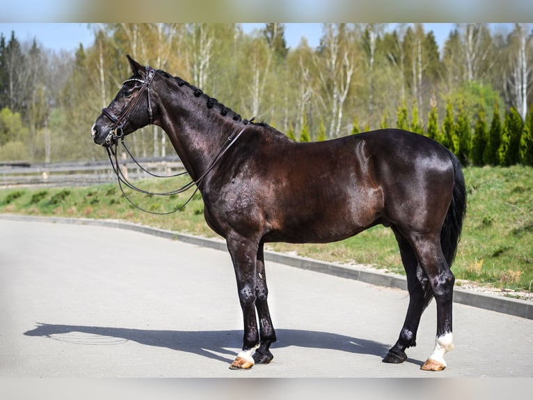 KWPN Gelding 10 years 16,2 hh Black in Vilnius