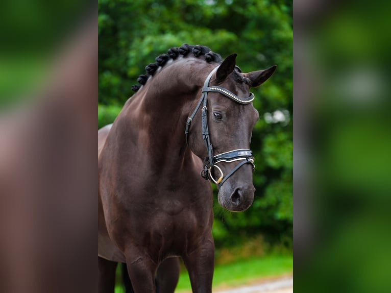 KWPN Gelding 10 years 16,2 hh Black in Utrecht