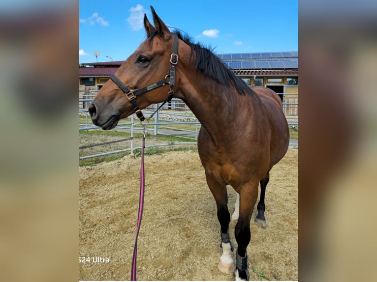 KWPN Gelding 10 years 16,2 hh Brown in K&#xF6;nigsfeld im Schwarzwald