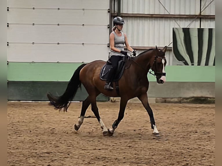 KWPN Gelding 10 years 16,2 hh Brown in Leer (Ostfriesland)