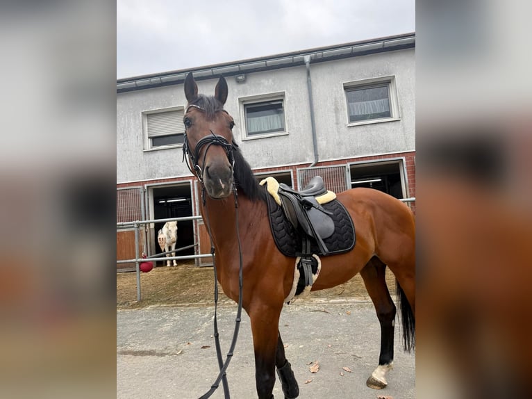 KWPN Gelding 10 years 16,2 hh Brown in Freudenberg
