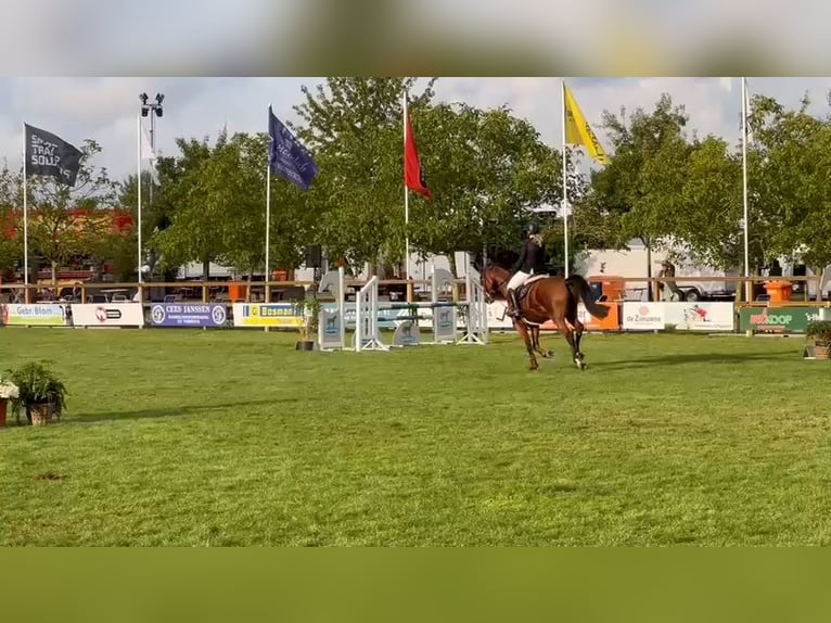 KWPN Gelding 10 years 16,2 hh Brown in GROTE-BROGEL