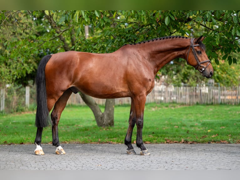 KWPN Gelding 10 years 16,2 hh Brown in GROTE-BROGEL