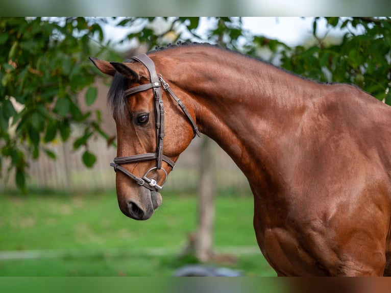 KWPN Gelding 10 years 16,2 hh Brown in GROTE-BROGEL