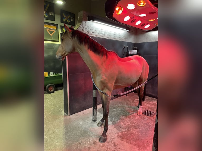 KWPN Gelding 10 years 16,2 hh Brown in Oosterbeek