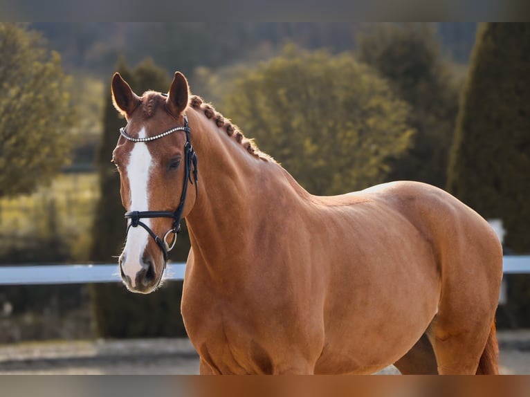 KWPN Gelding 10 years 16,2 hh Chestnut-Red in Schw&#xE4;bisch Hall