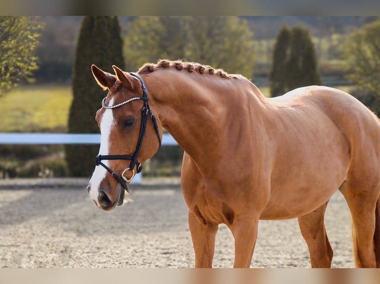 KWPN Gelding 10 years 16,2 hh Chestnut-Red in Schw&#xE4;bisch Hall