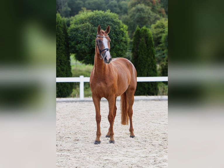 KWPN Gelding 10 years 16,2 hh Chestnut-Red in Schw&#xE4;bisch Hall
