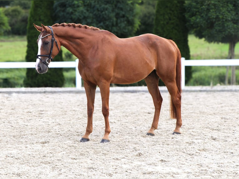 KWPN Gelding 10 years 16,2 hh Chestnut-Red in Schw&#xE4;bisch Hall