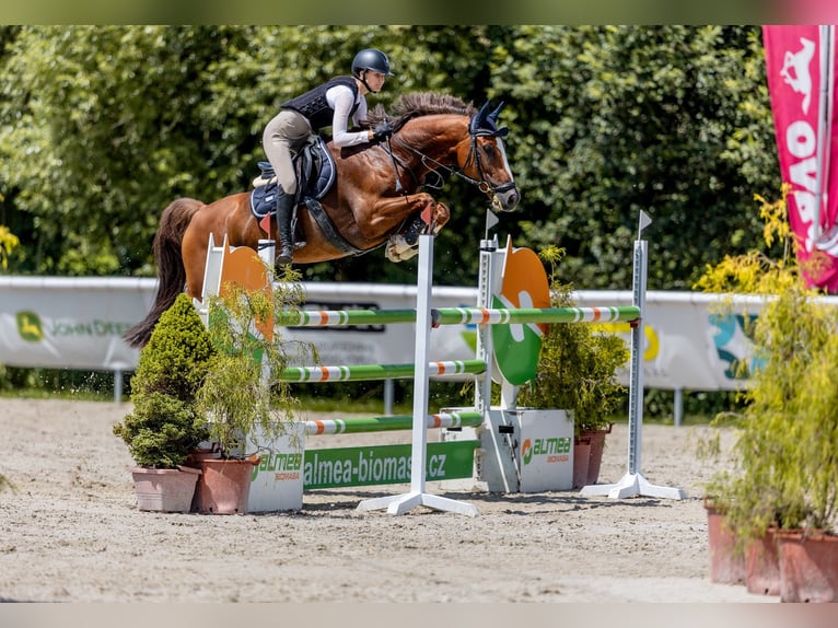 KWPN Gelding 10 years 16,2 hh Chestnut-Red in Pilsen
