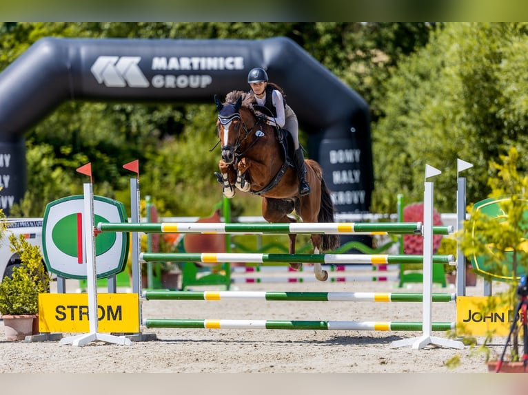 KWPN Gelding 10 years 16,2 hh Chestnut-Red in Pilsen