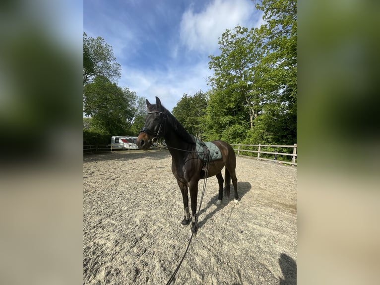 KWPN Gelding 10 years 16,2 hh in Delft
