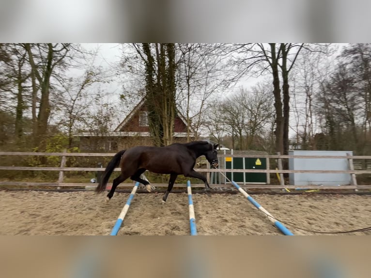 KWPN Gelding 10 years 16,2 hh in Delft