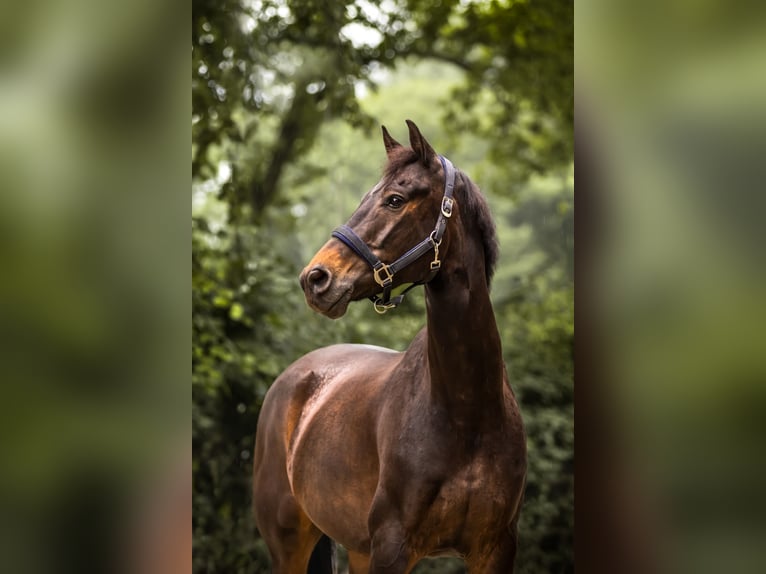 KWPN Gelding 10 years 16,2 hh in Delft