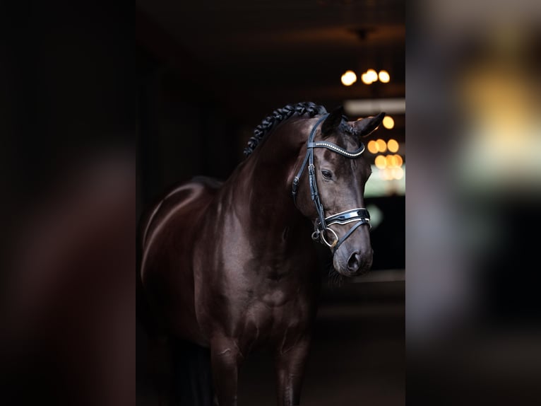 KWPN Gelding 10 years 16,2 hh in Utrecht