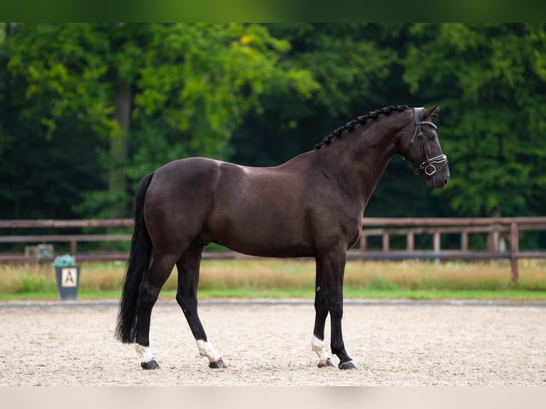 KWPN Gelding 10 years 16,2 hh in Utrecht