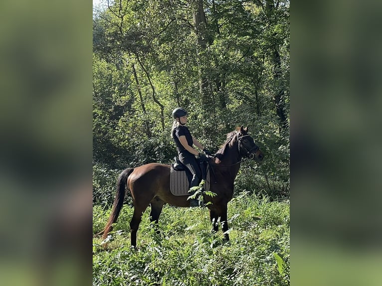 KWPN Gelding 10 years 16,2 hh Smoky-Black in Delft