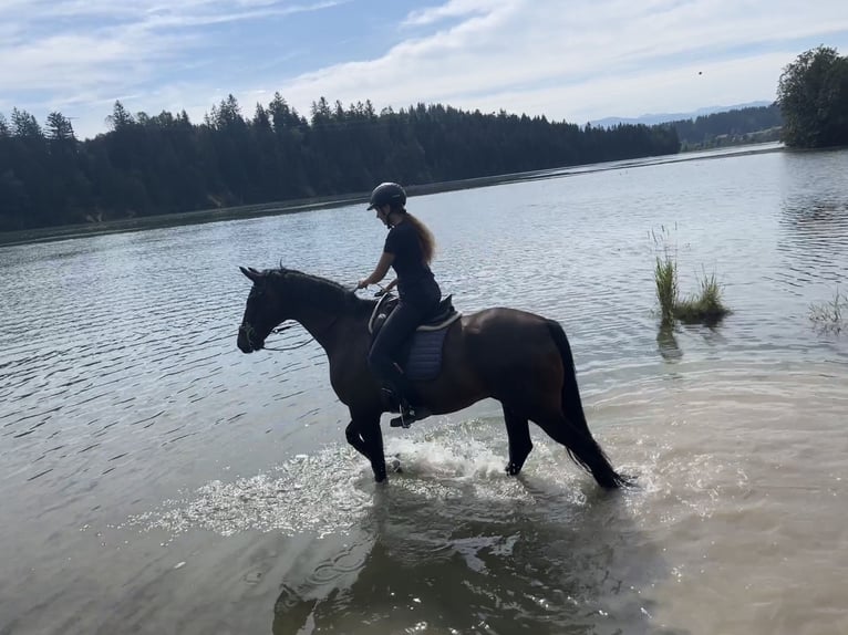 KWPN Gelding 10 years 16,3 hh Bay-Dark in Burggen