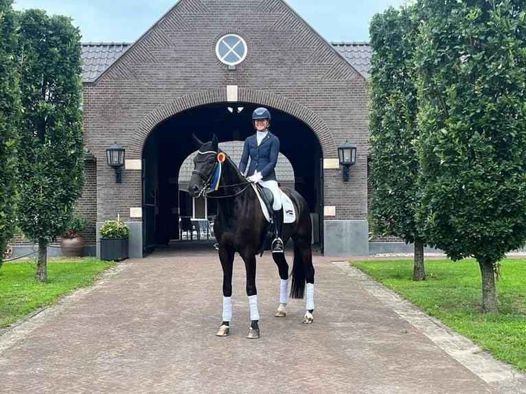 KWPN Gelding 10 years 16,3 hh Black in GROTE-BROGEL