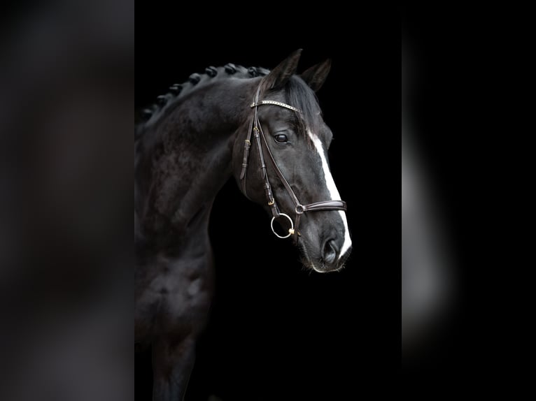 KWPN Gelding 10 years 16,3 hh Black in Lechbruck