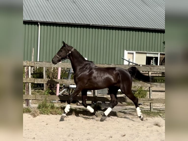 KWPN Gelding 10 years 16,3 hh Black in Barneveld KWPN Gelding 10 years 16,3 hh Black in Barneveld