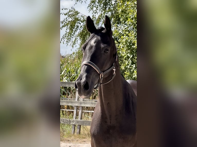 KWPN Gelding 10 years 16,3 hh Black in Barneveld KWPN Gelding 10 years 16,3 hh Black in Barneveld