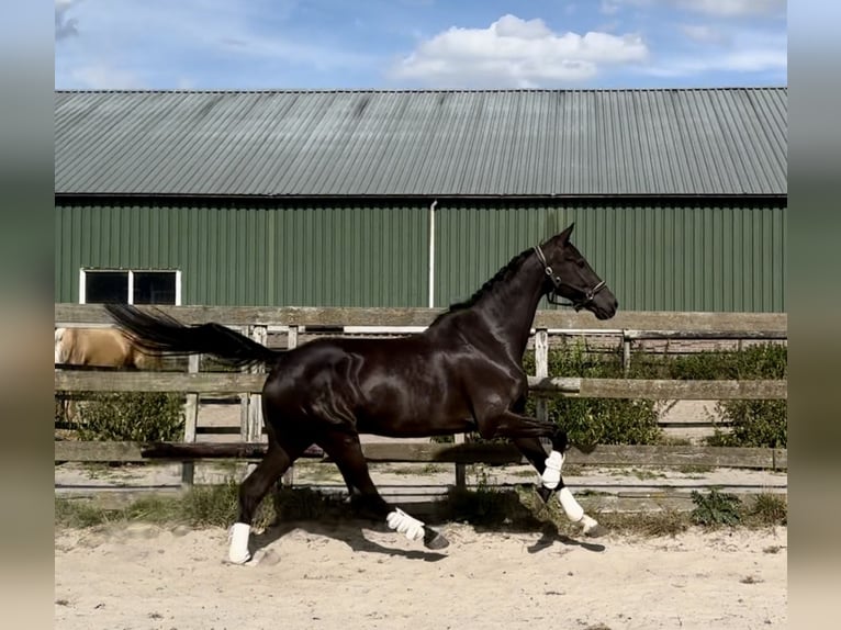 KWPN Gelding 10 years 16,3 hh Black in Barneveld KWPN Gelding 10 years 16,3 hh Black in Barneveld