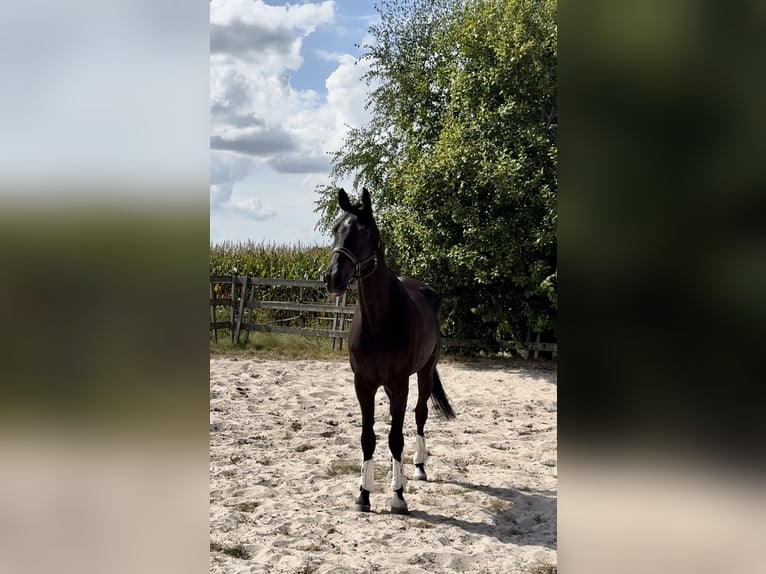 KWPN Gelding 10 years 16,3 hh Black in Barneveld