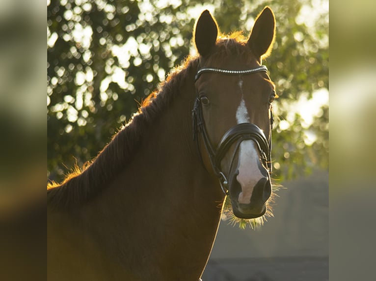 KWPN Gelding 10 years 16,3 hh Chestnut-Red in Hoogerheide