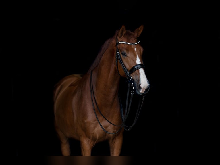 KWPN Gelding 10 years 16,3 hh Chestnut-Red in Hoogerheide