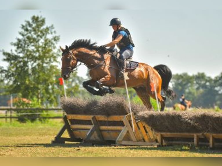 KWPN Gelding 10 years 17.1 hh Brown in Veenendaal