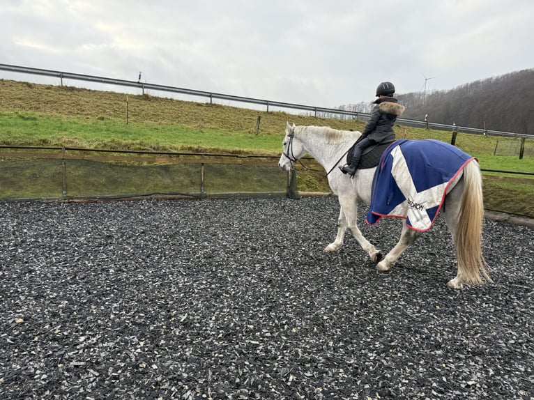 KWPN Gelding 10 years 17,1 hh Gray-Fleabitten in Extertal